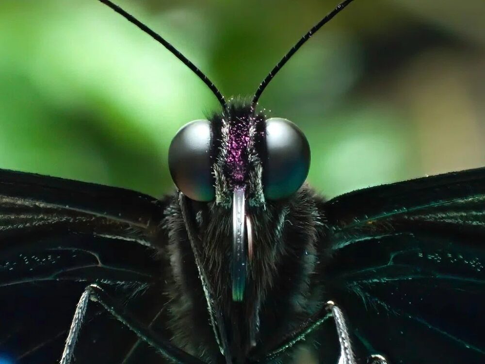 トーキョーバグボーイズの画像です