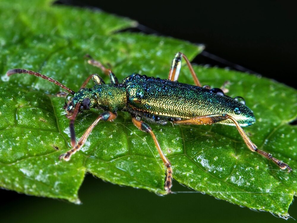 トーキョーバグボーイズの画像です