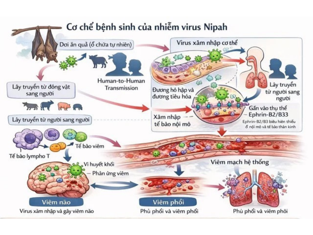 ニパウイルスの画像です