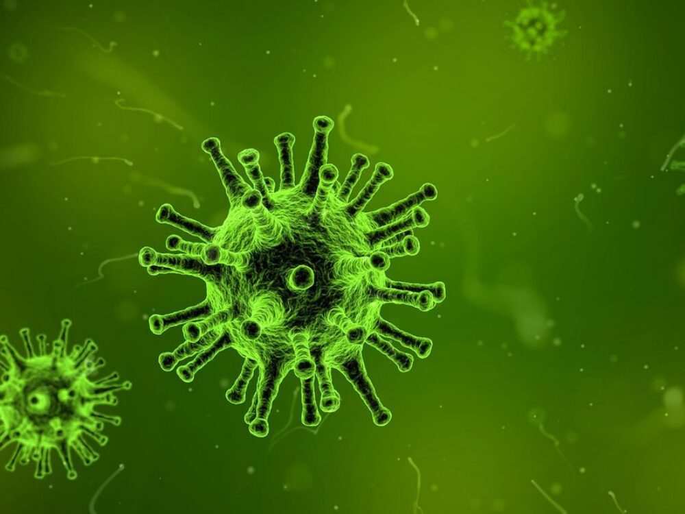 ニパウイルスの画像です