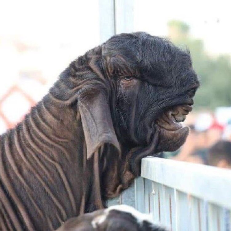 みんな大好きドバイのヤギさんです