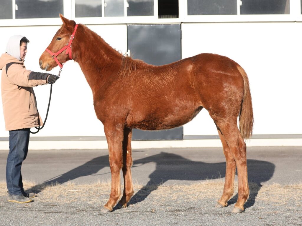 有限会社浜本牧場の画像です
